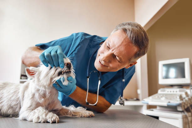 Best Weekend Emergency Dental Services in Virginia, MN